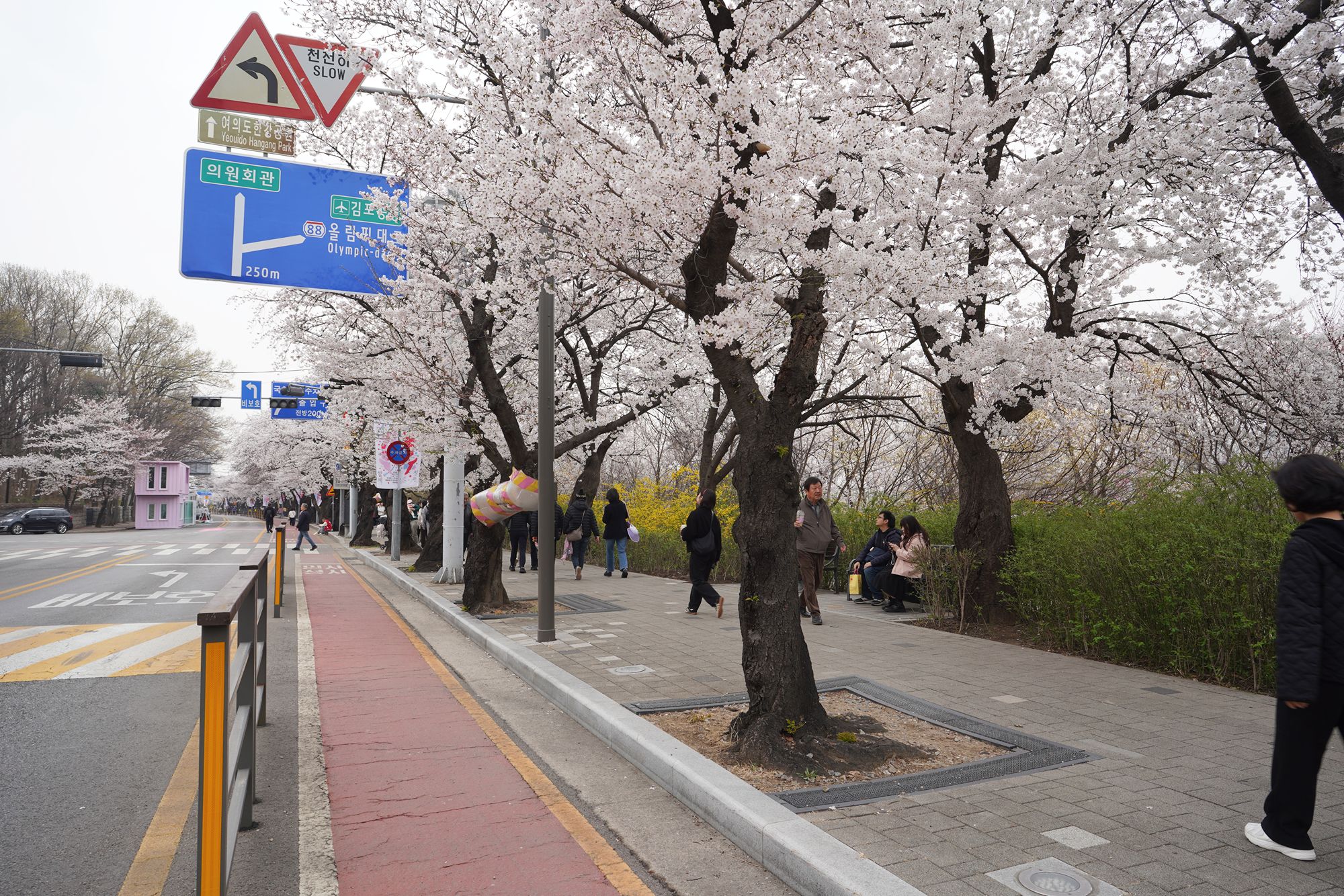 Yeouido Cherry Blossoms (30) Yeouido Cherry Blossoms (30)