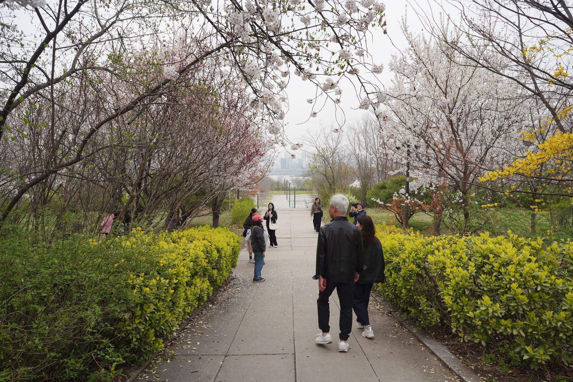Yeouido Cherry Blossoms (32) Yeouido Cherry Blossoms (32)