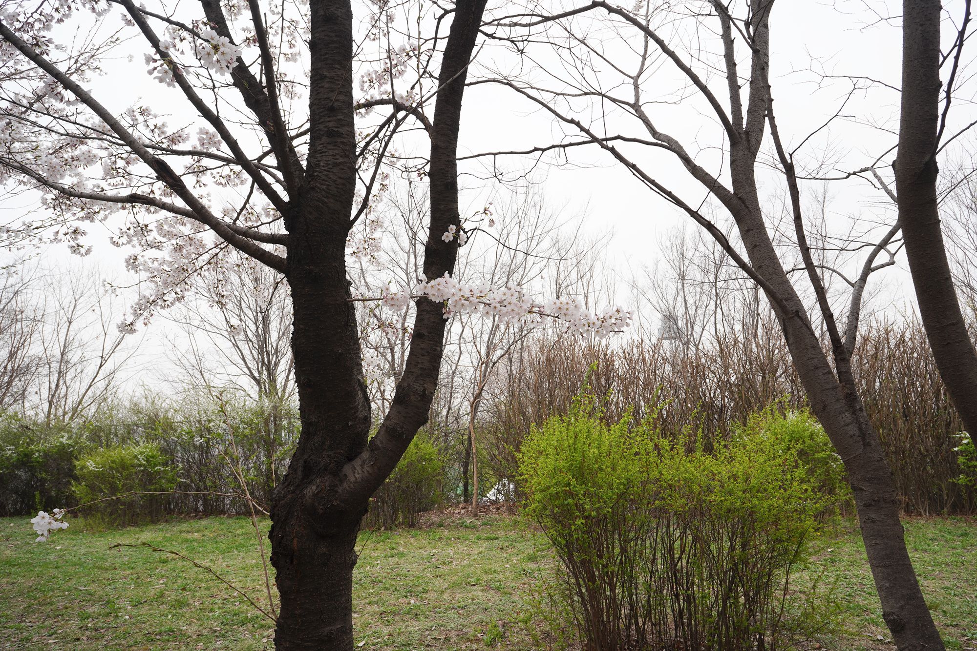 Yeouido Cherry Blossoms (34) Yeouido Cherry Blossoms (34)