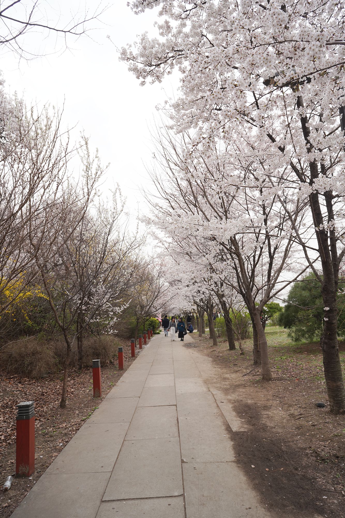 Yeouido Cherry Blossoms (35) Yeouido Cherry Blossoms (35)