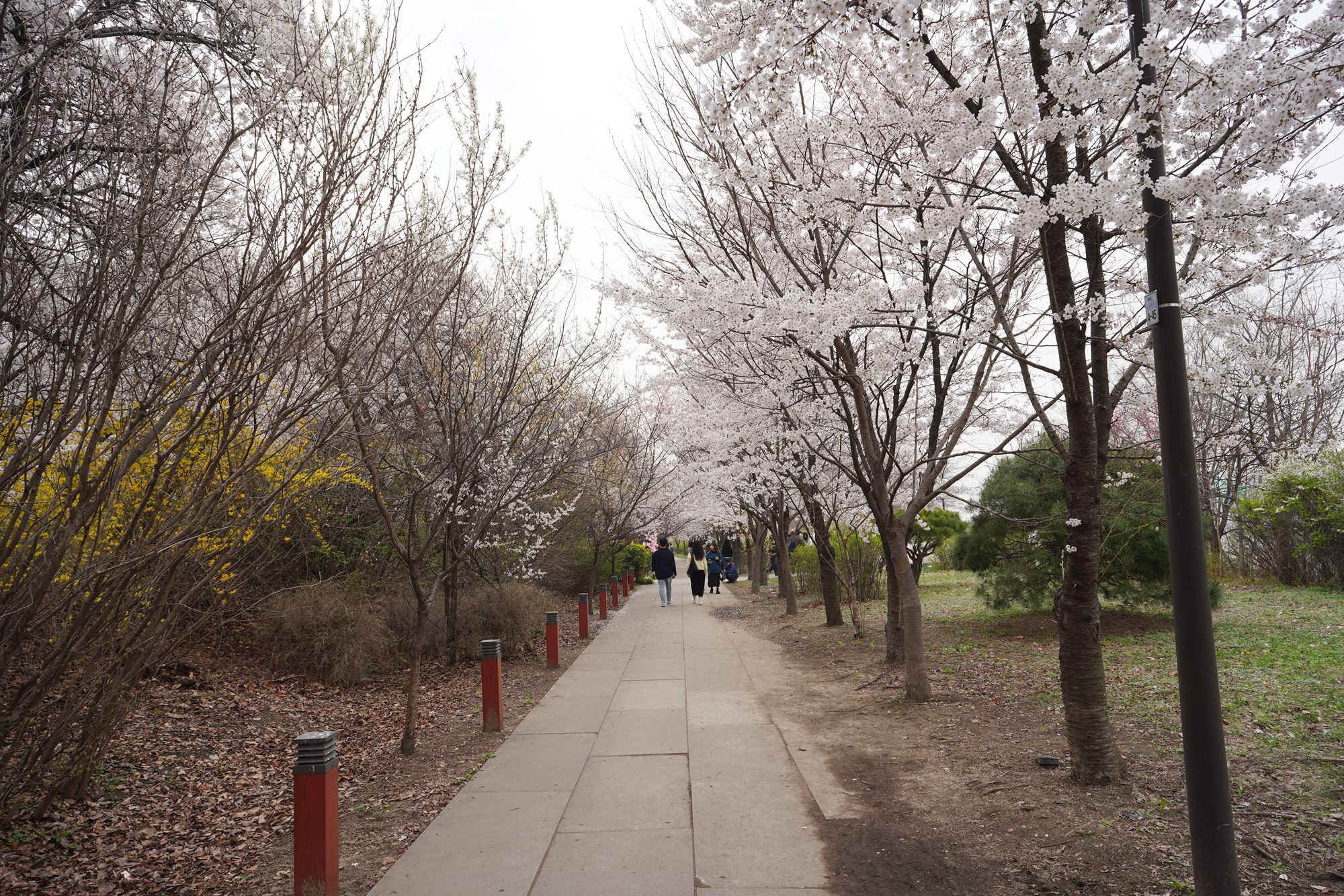 Yeouido Cherry Blossoms (36) Yeouido Cherry Blossoms (36)
