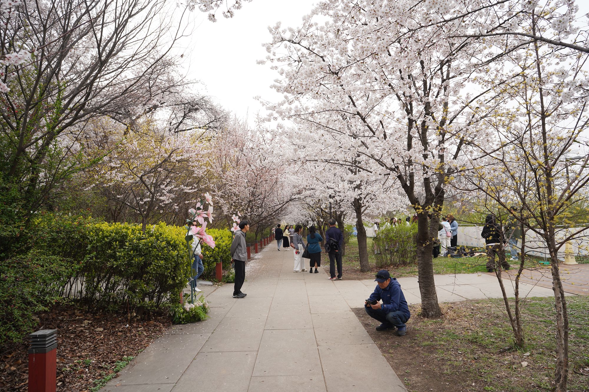 Yeouido Cherry Blossoms (37) Yeouido Cherry Blossoms (37)