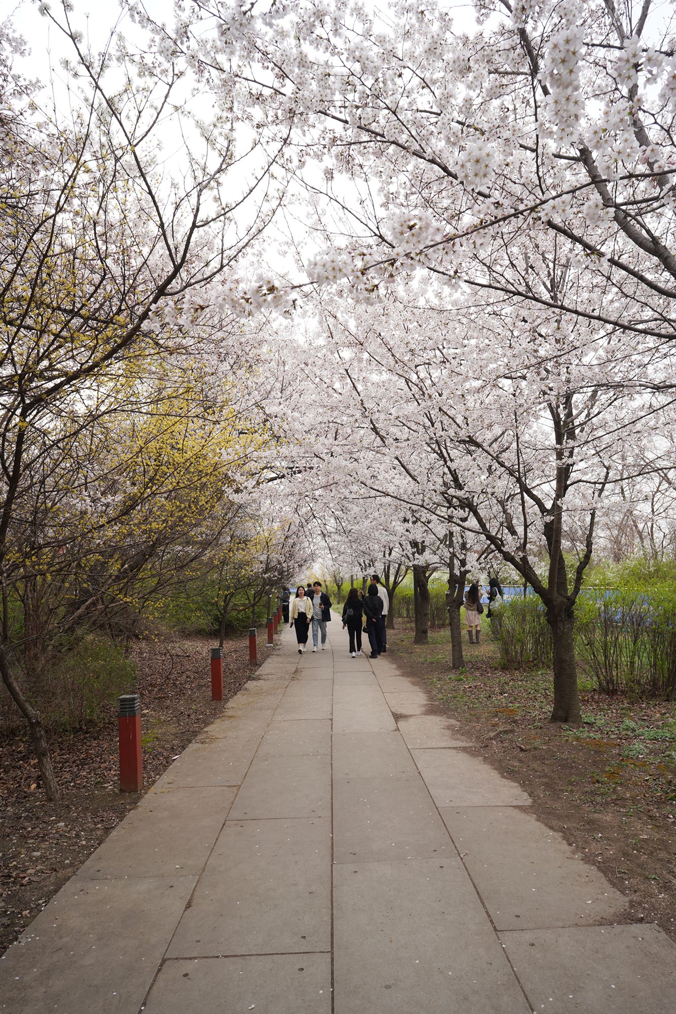 Yeouido Cherry Blossoms (38) Yeouido Cherry Blossoms (38)