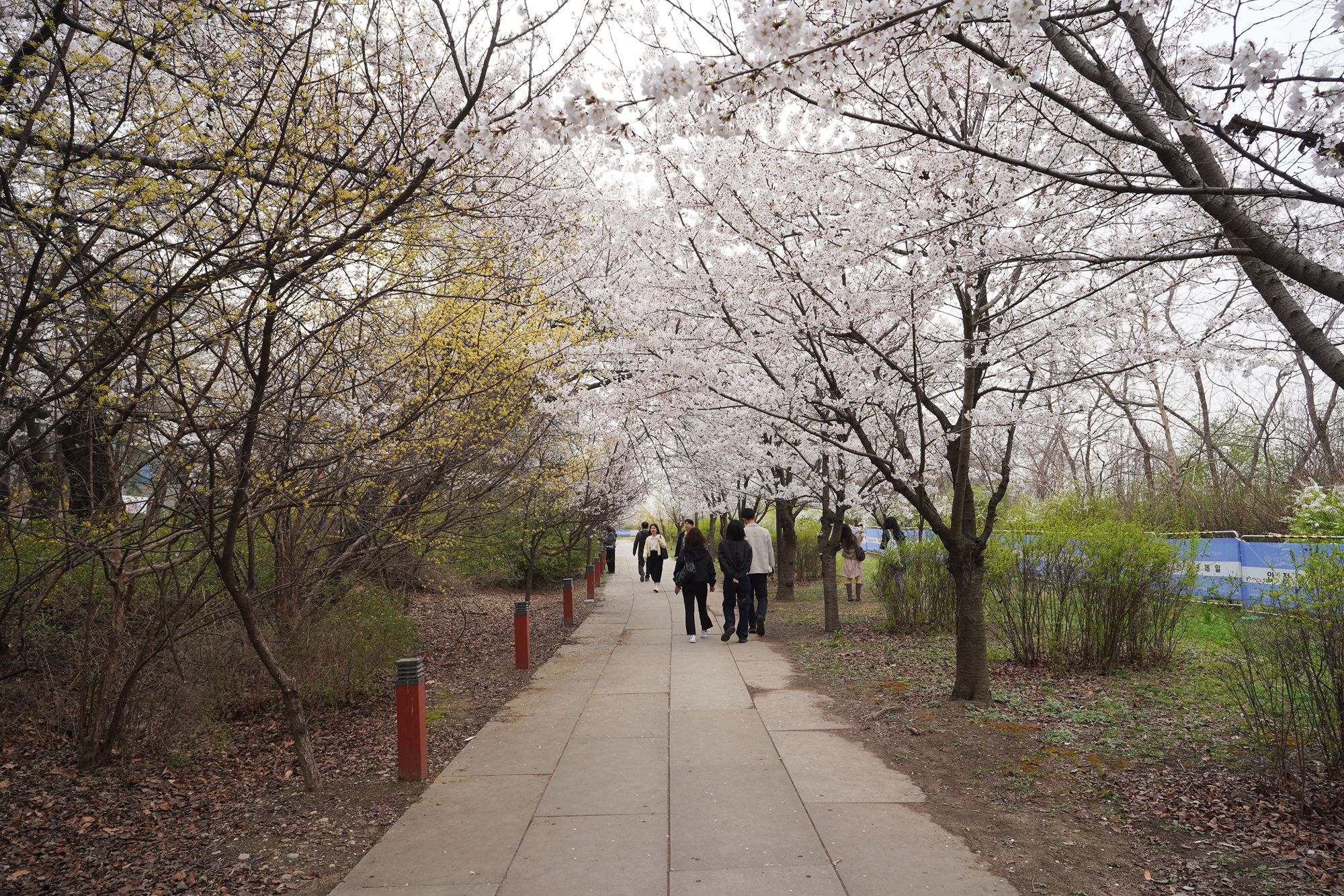 Yeouido Cherry Blossoms (39) Yeouido Cherry Blossoms (39)