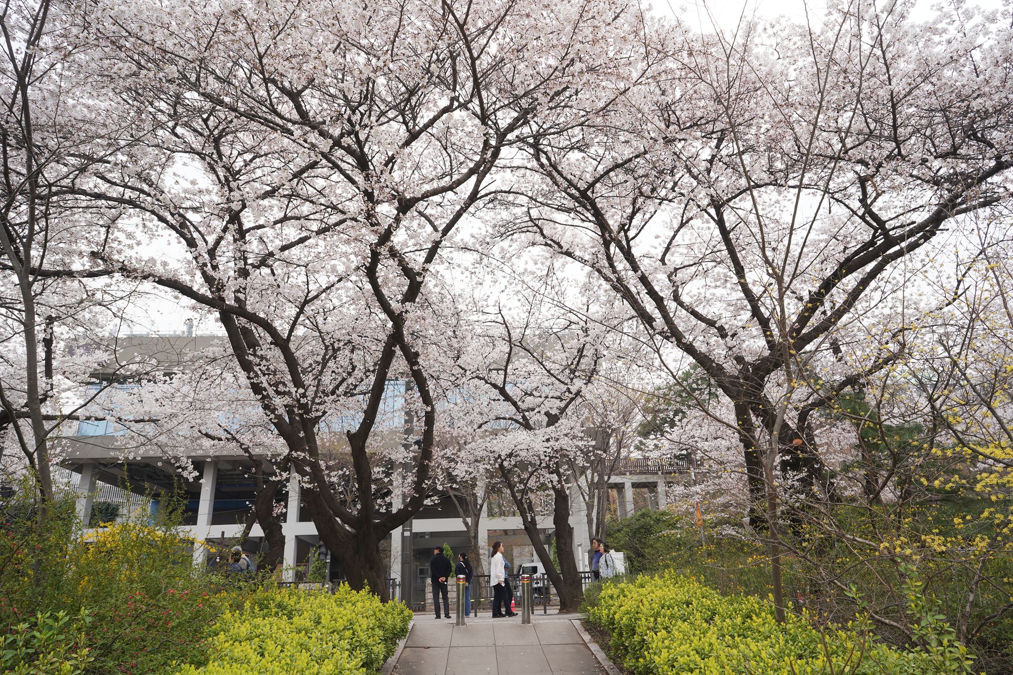 Yeouido Cherry Blossoms (41) Yeouido Cherry Blossoms (41)