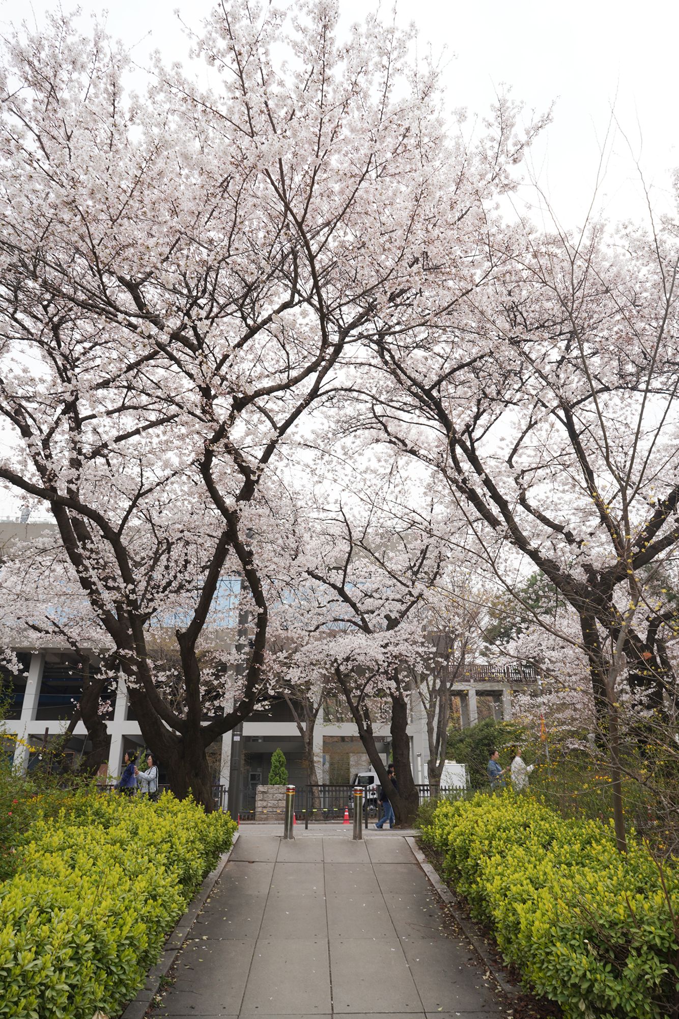 Yeouido Cherry Blossoms (42) Yeouido Cherry Blossoms (42)