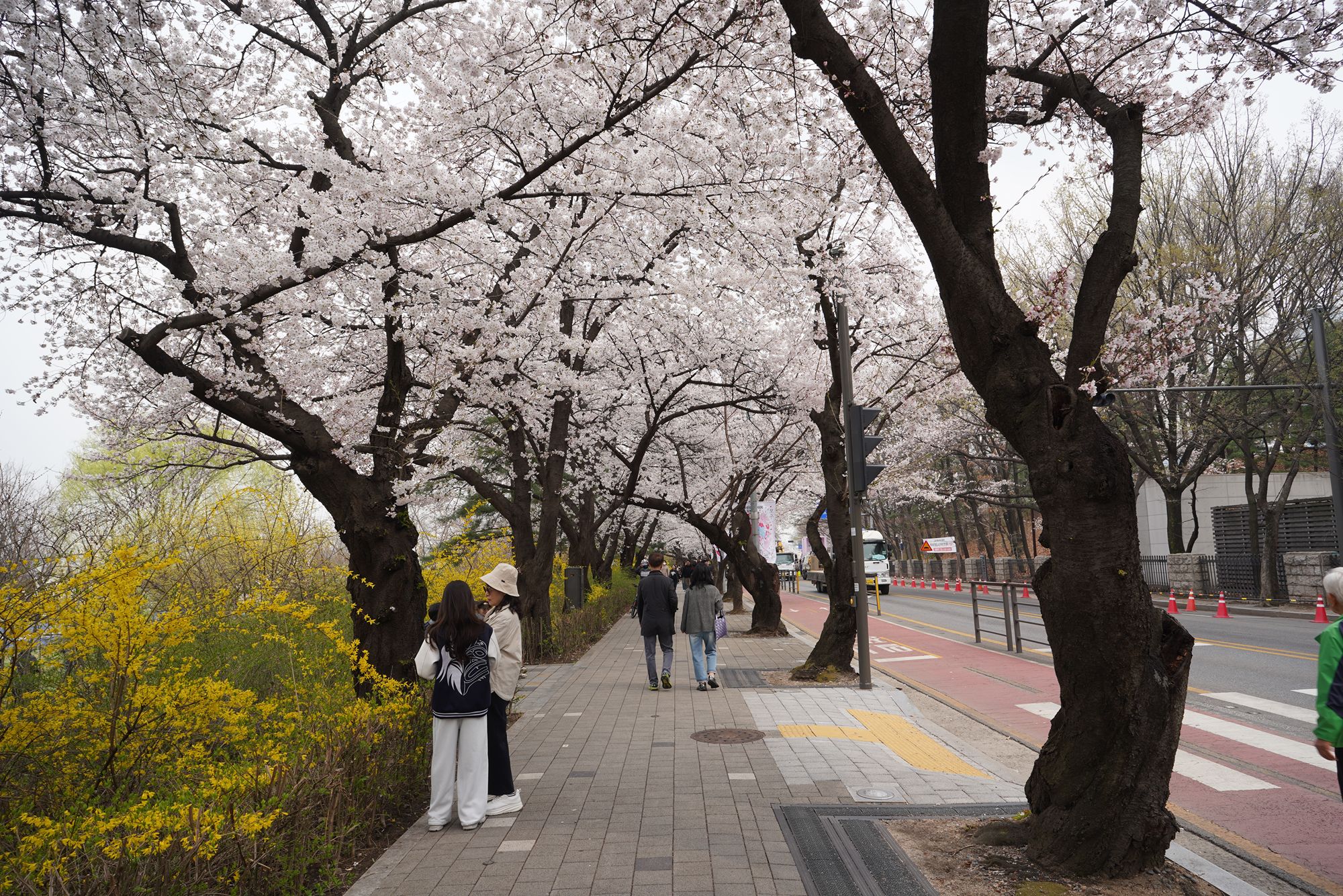 Yeouido Cherry Blossoms (43) Yeouido Cherry Blossoms (43)