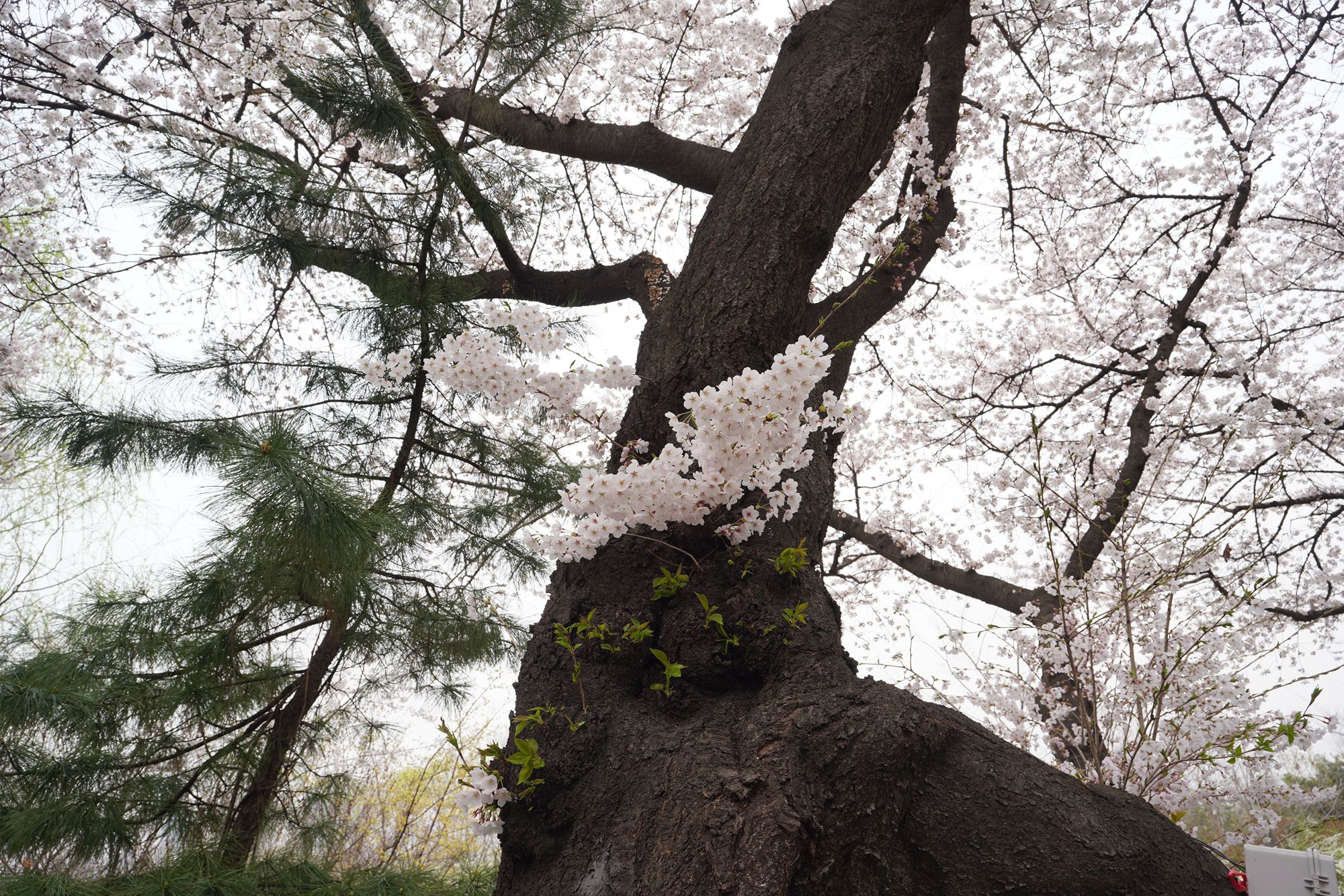 Yeouido Cherry Blossoms (44) Yeouido Cherry Blossoms (44)