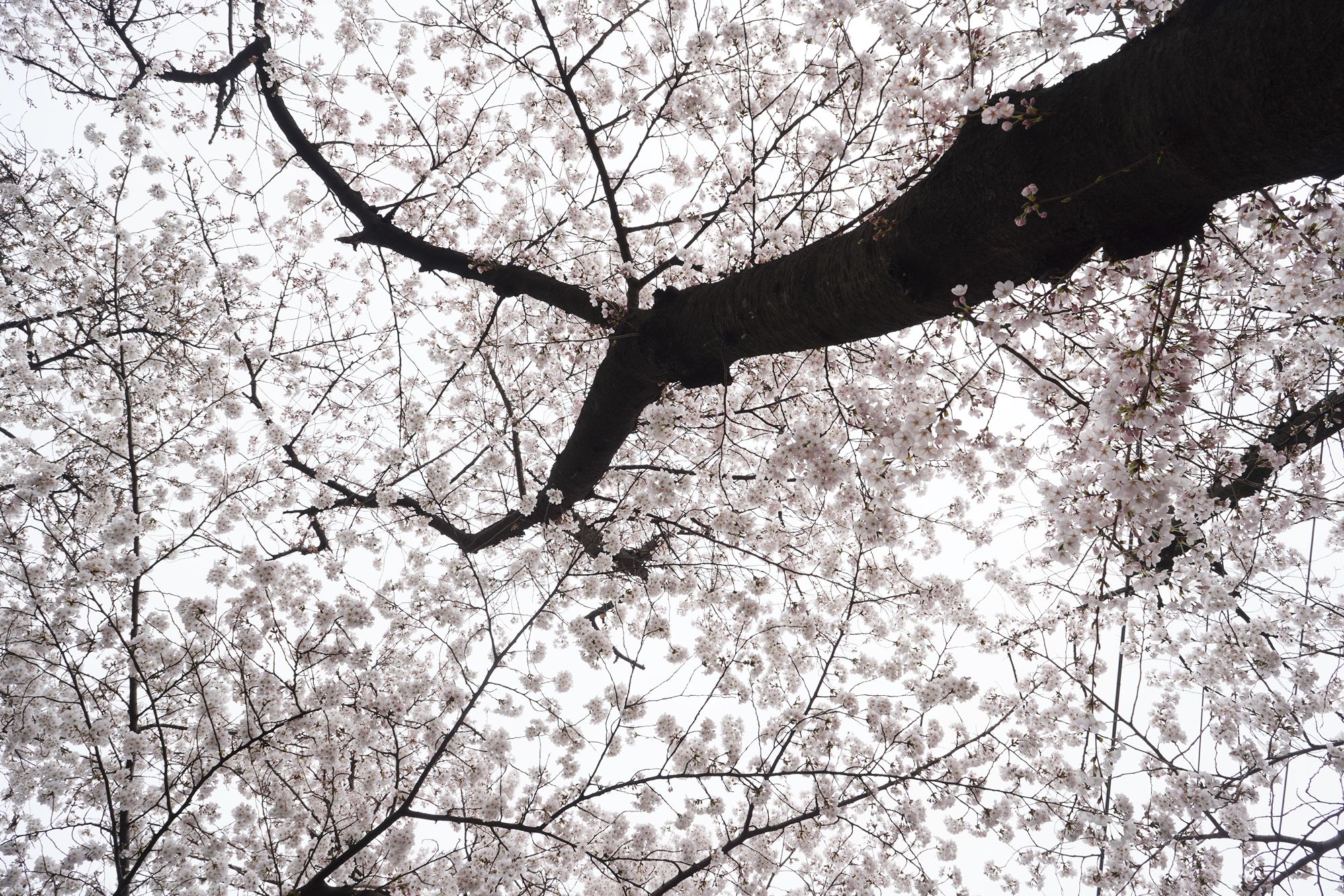 Yeouido Cherry Blossoms (45) Yeouido Cherry Blossoms (45)
