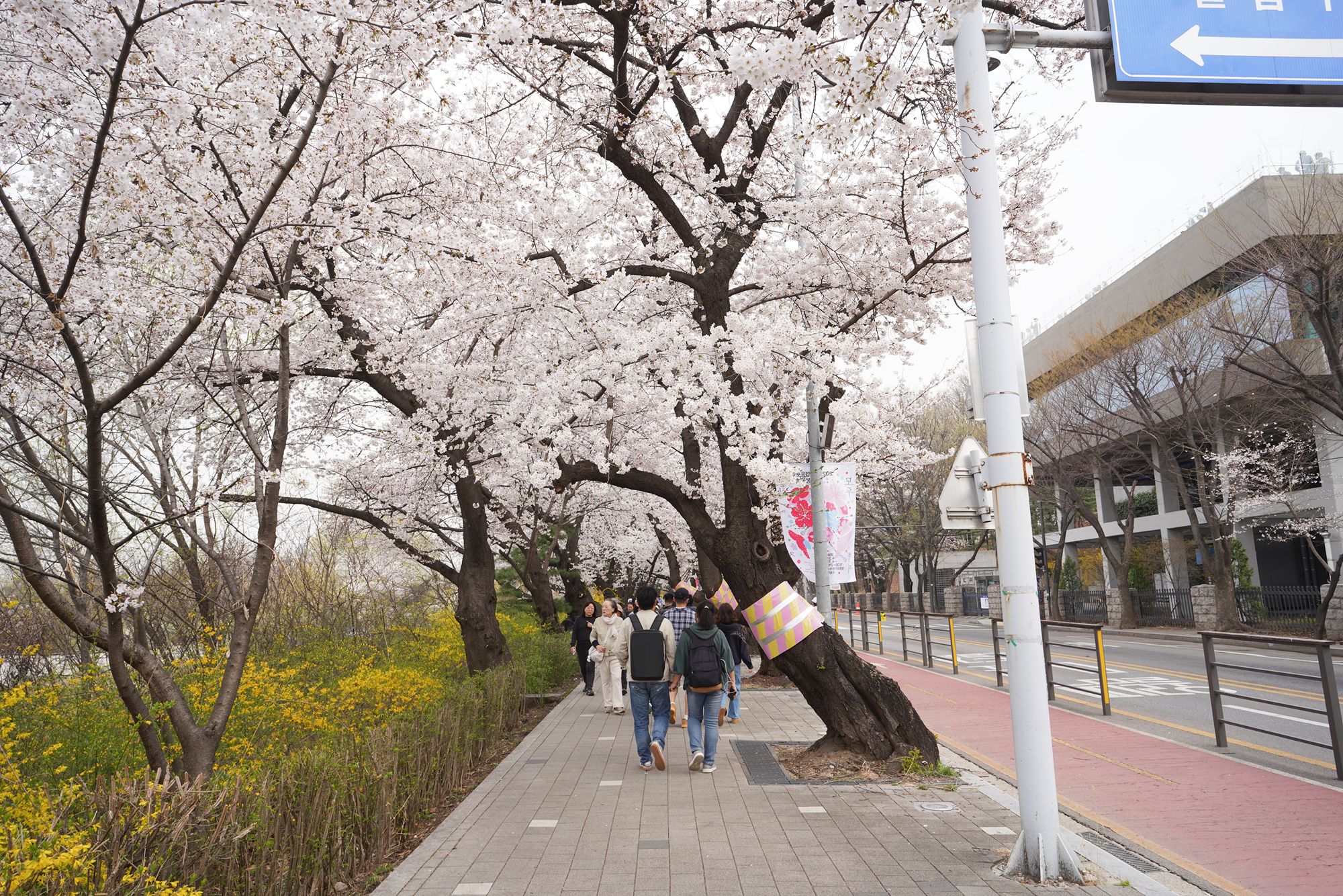 Yeouido Cherry Blossoms (47) Yeouido Cherry Blossoms (47)