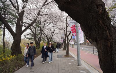 Yeouido Cherry Blossoms, Seoul, South Korea