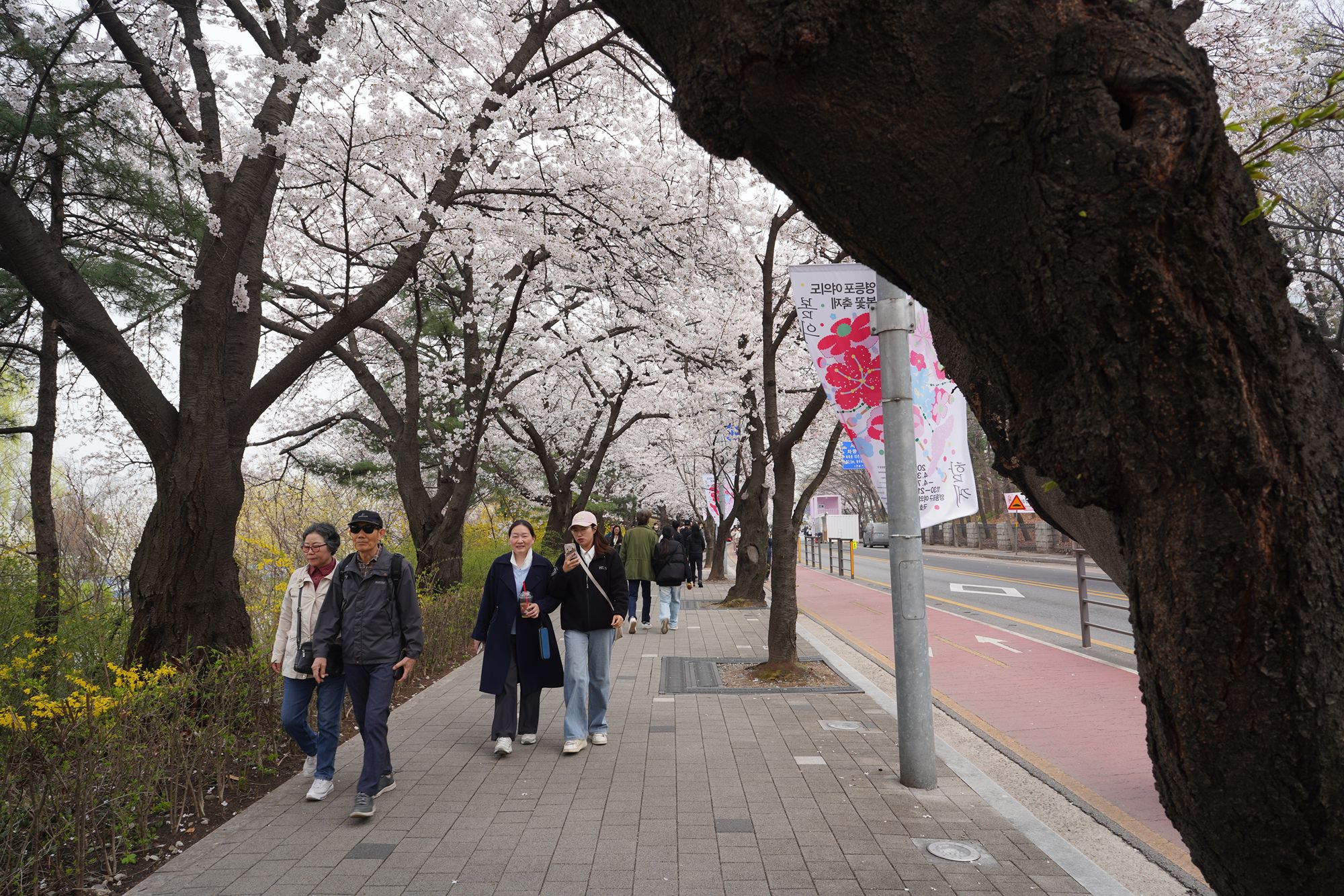 Yeouido Cherry Blossoms, Seoul, South Korea
