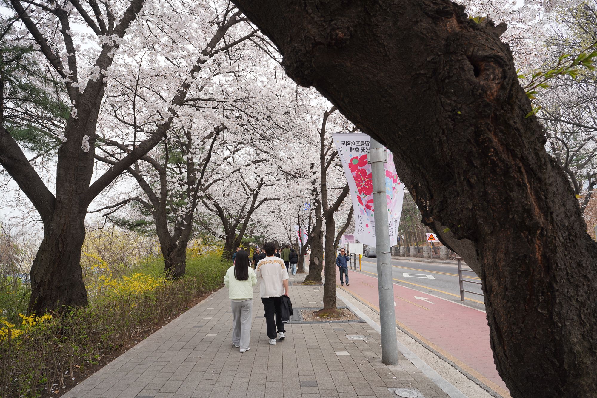 Yeouido Cherry Blossoms (49) Yeouido Cherry Blossoms (49)
