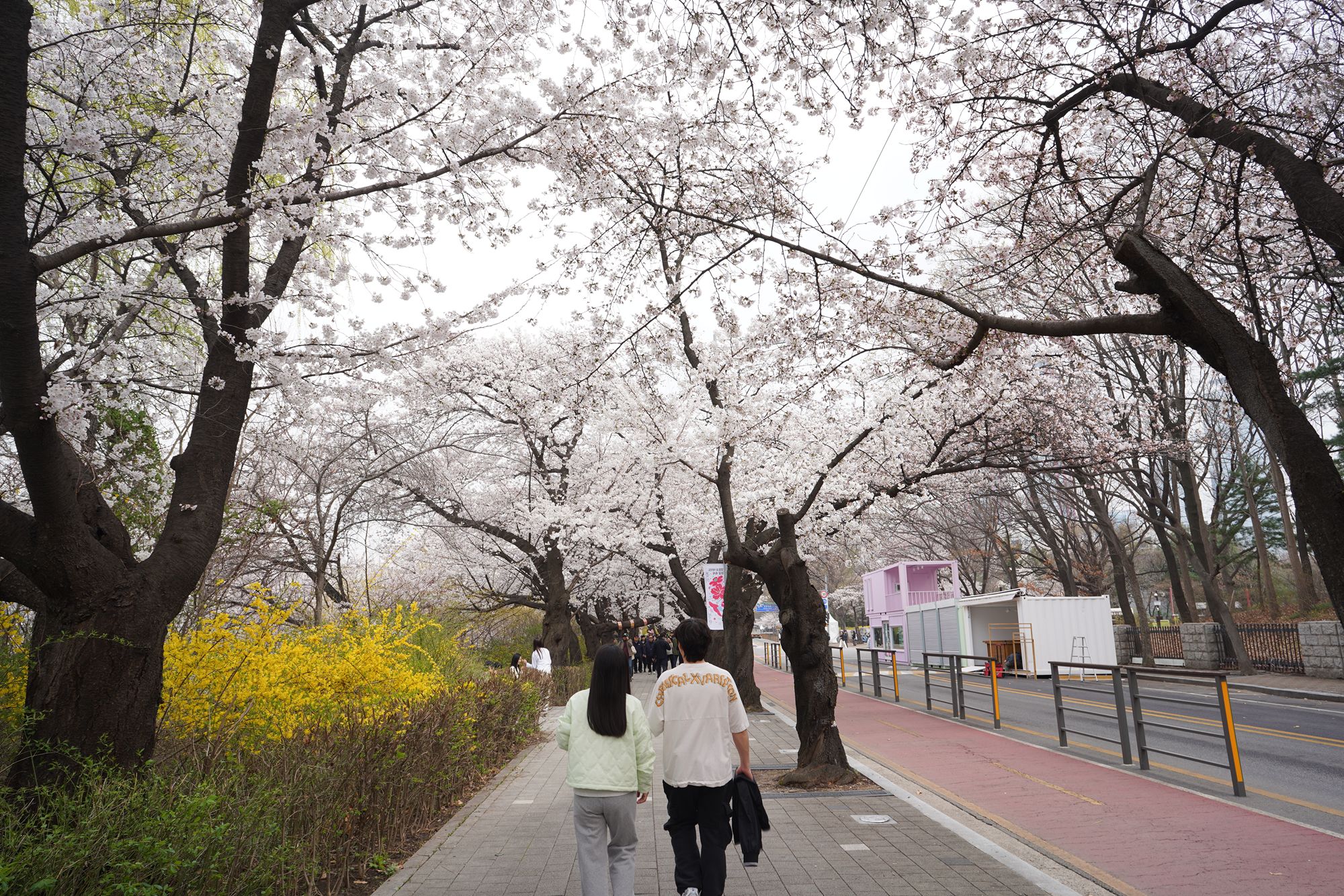 Yeouido Cherry Blossoms (50) Yeouido Cherry Blossoms (50)