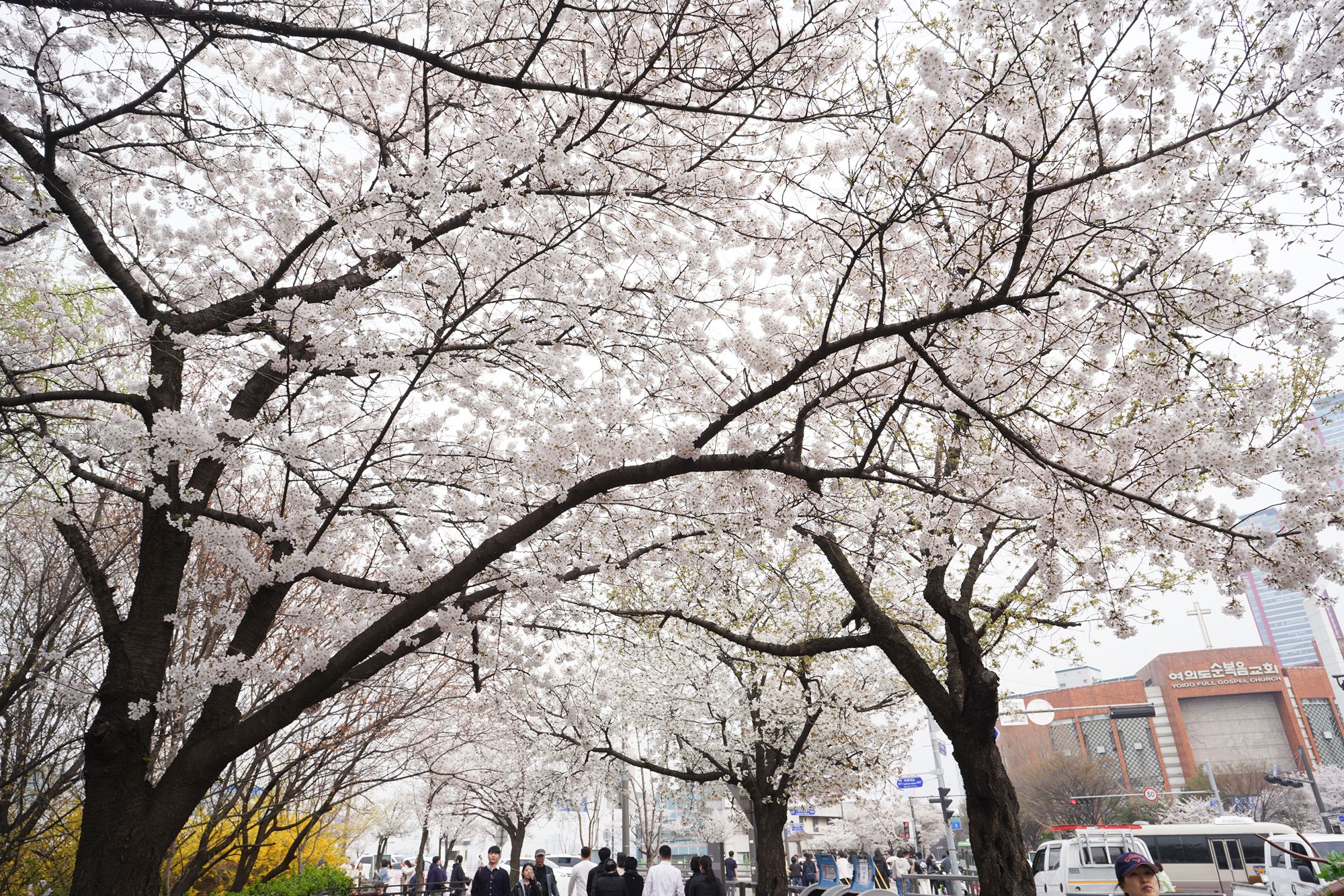 Yeouido Cherry Blossoms (52) Yeouido Cherry Blossoms (52)