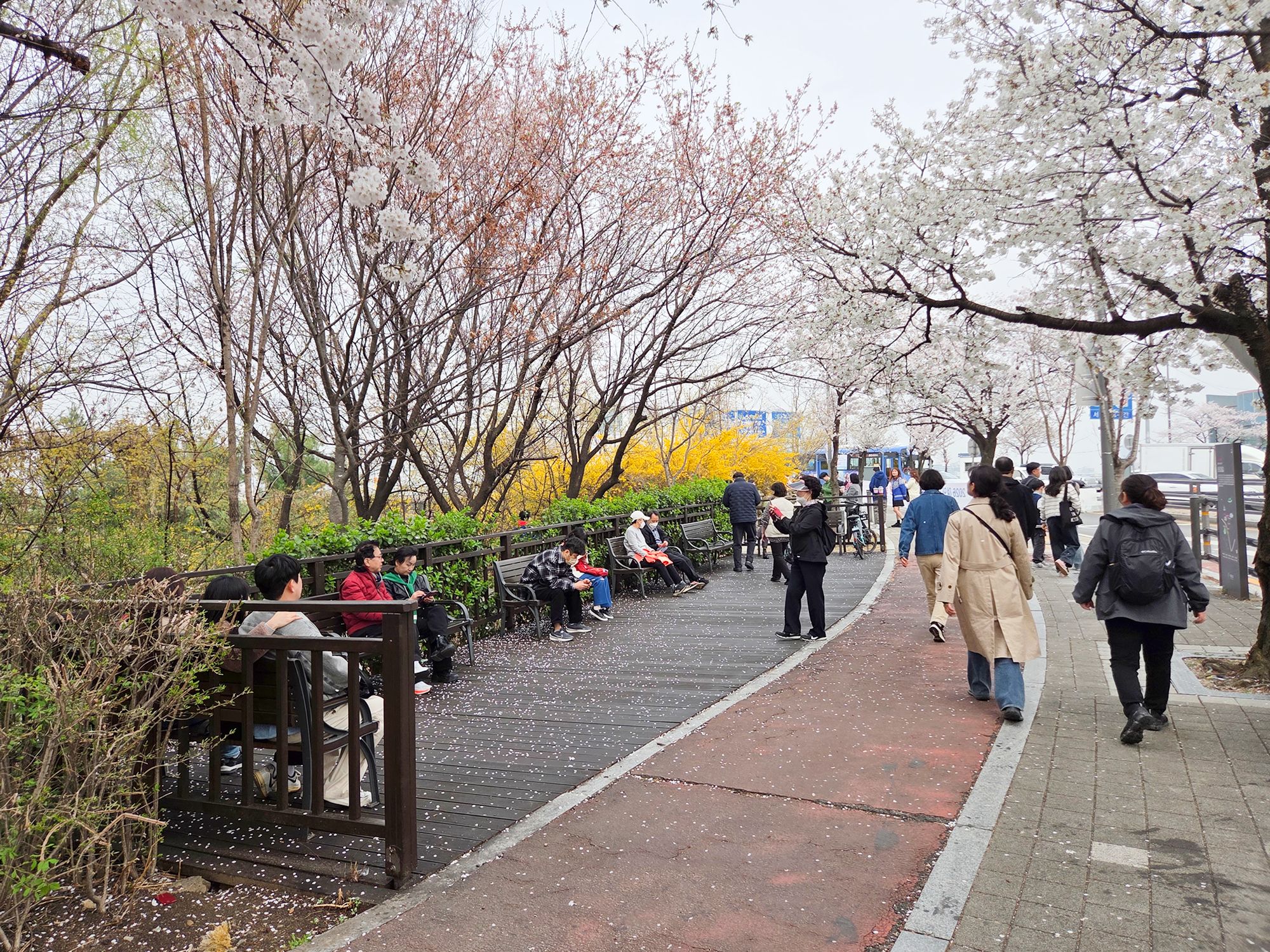 Yeouido Cherry Blossoms (53) Yeouido Cherry Blossoms (53)