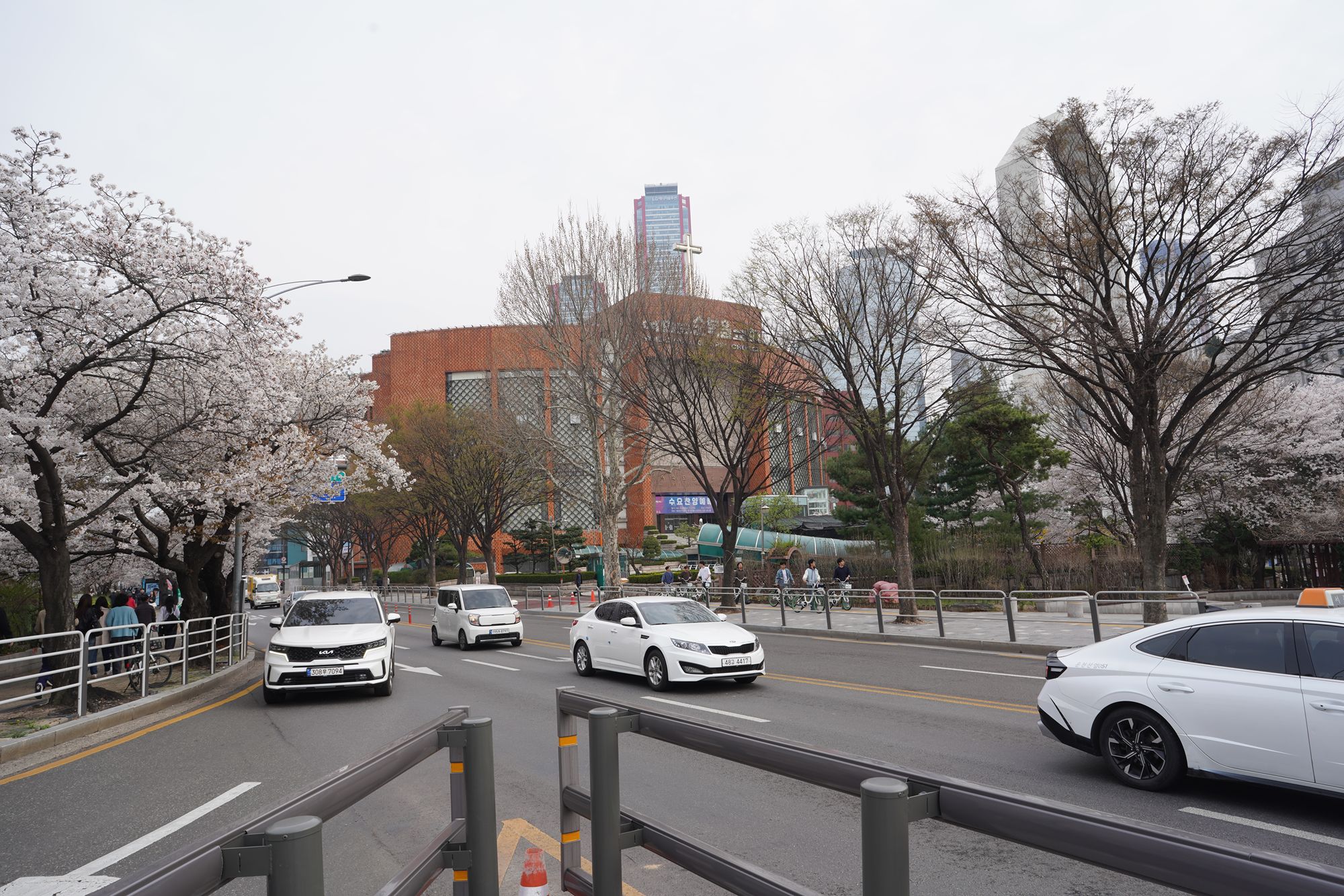 Yeouido Cherry Blossoms (56) Yeouido Cherry Blossoms (56)