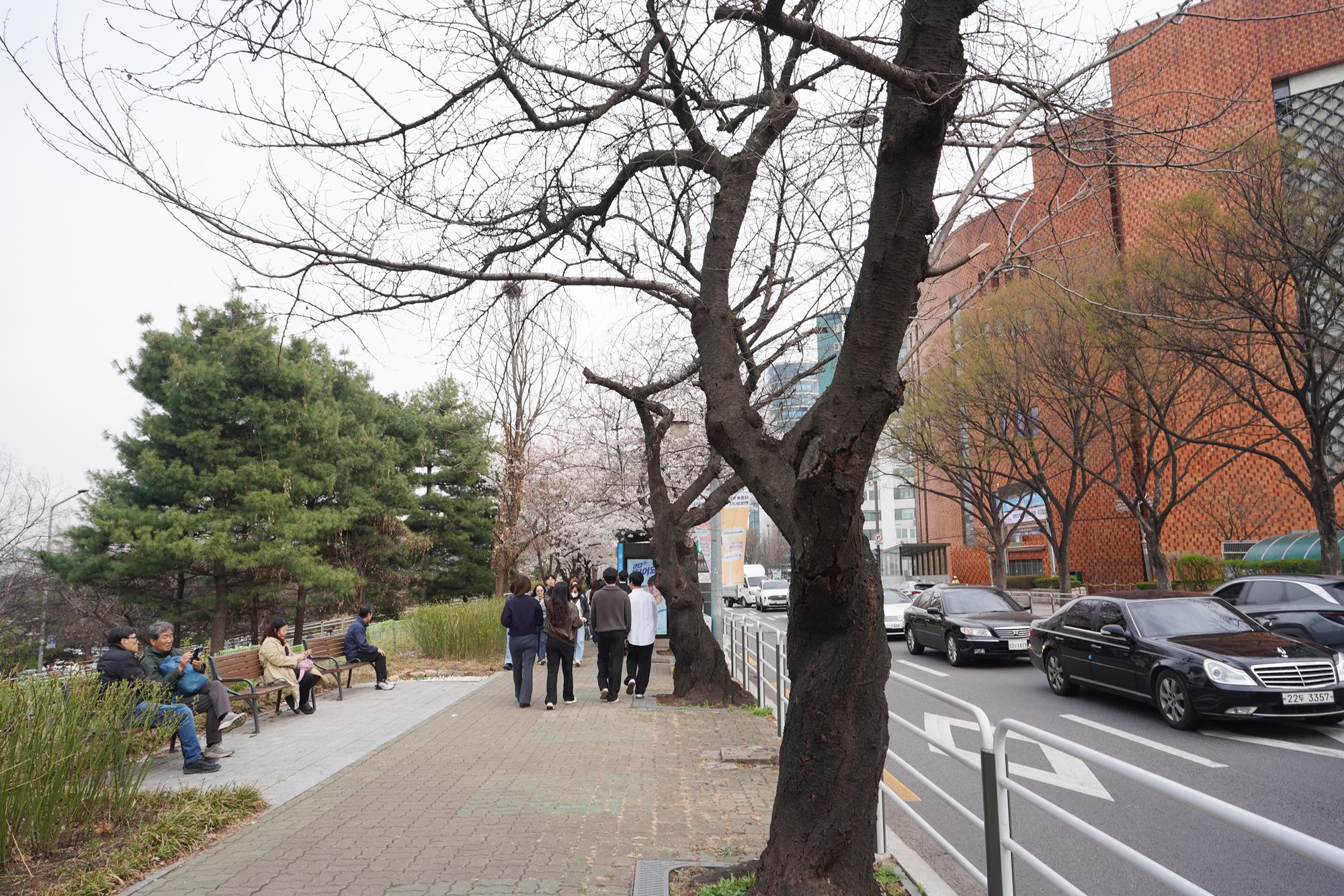 Yeouido Cherry Blossoms (57) Yeouido Cherry Blossoms (57)
