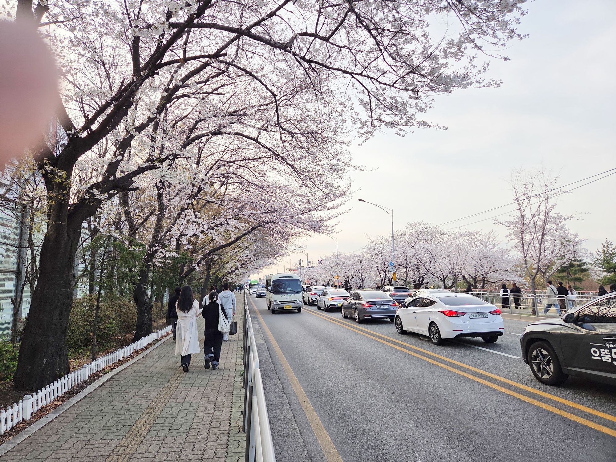 Yeouido Cherry Blossoms (58) Yeouido Cherry Blossoms (58)