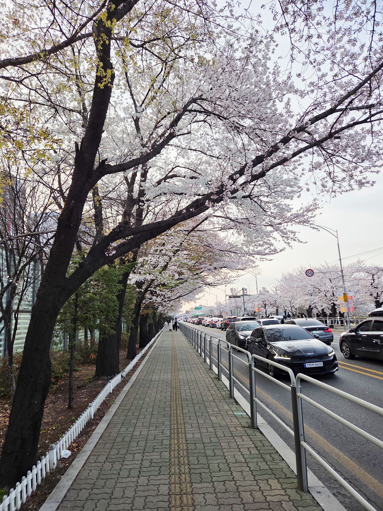 Yeouido Cherry Blossoms (59) Yeouido Cherry Blossoms (59)
