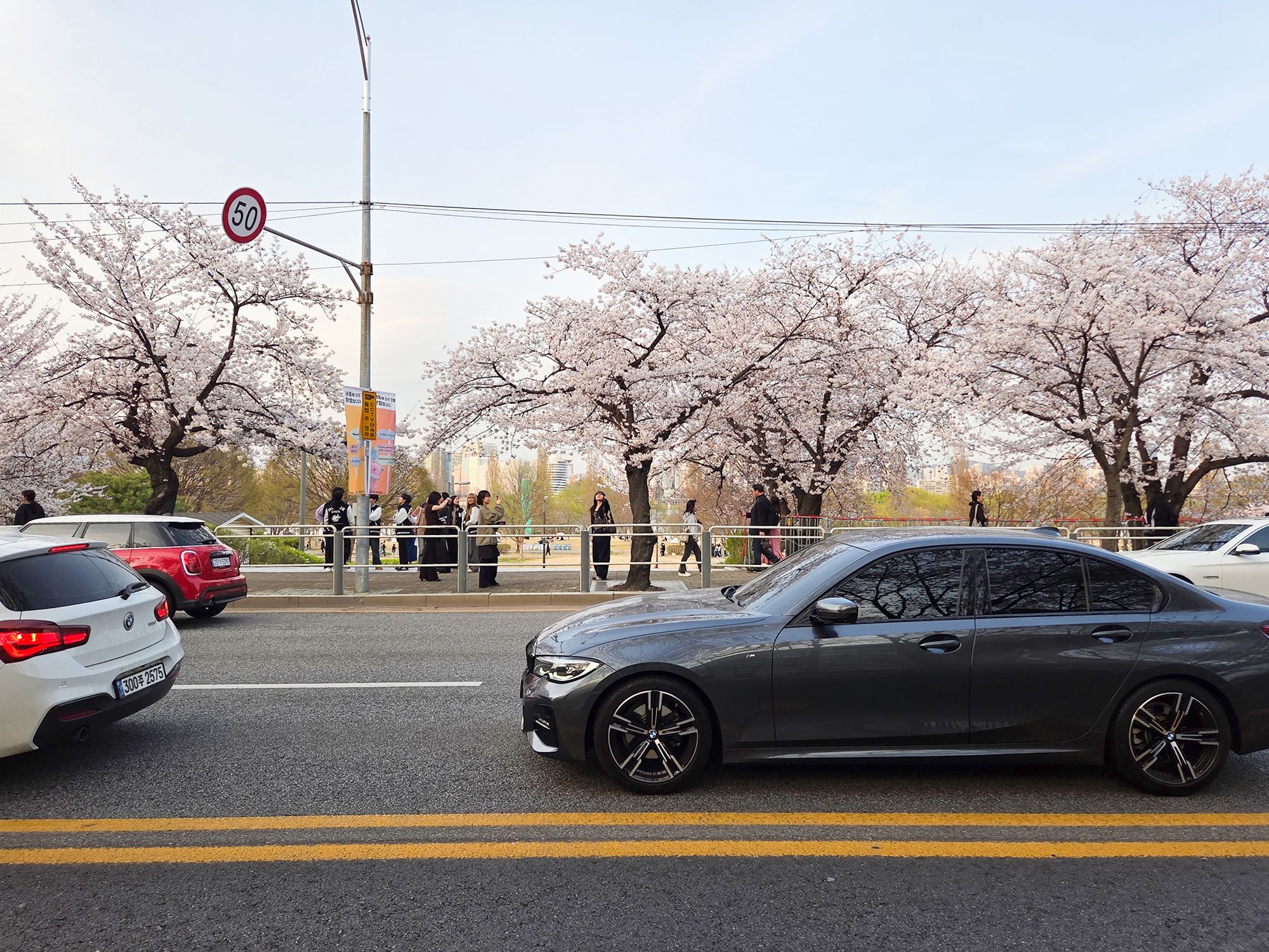 Yeouido Cherry Blossoms (60) Yeouido Cherry Blossoms (60)