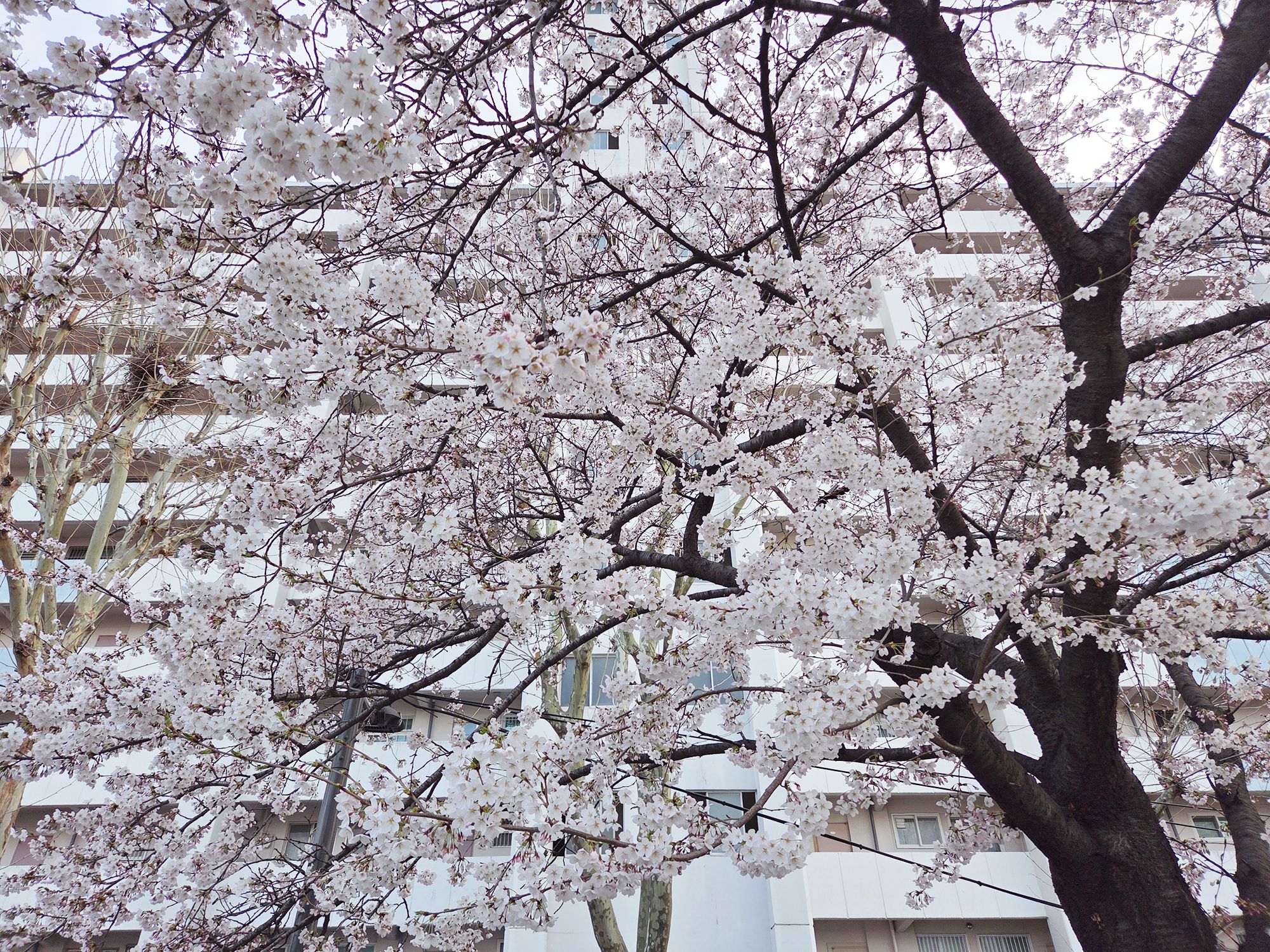 Yeouido Cherry Blossoms (61) Yeouido Cherry Blossoms (61)