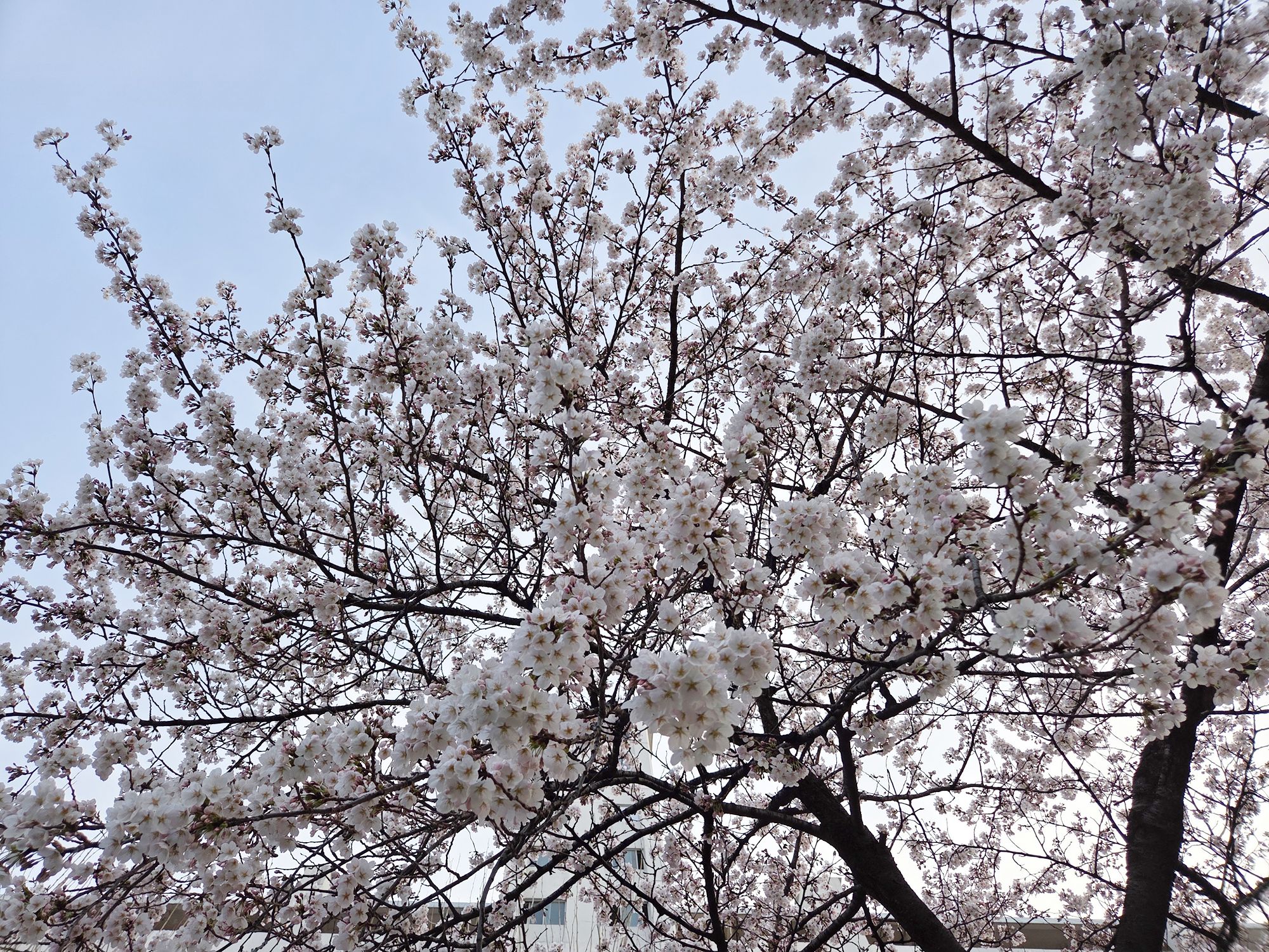 Yeouido Cherry Blossoms (62) Yeouido Cherry Blossoms (62)