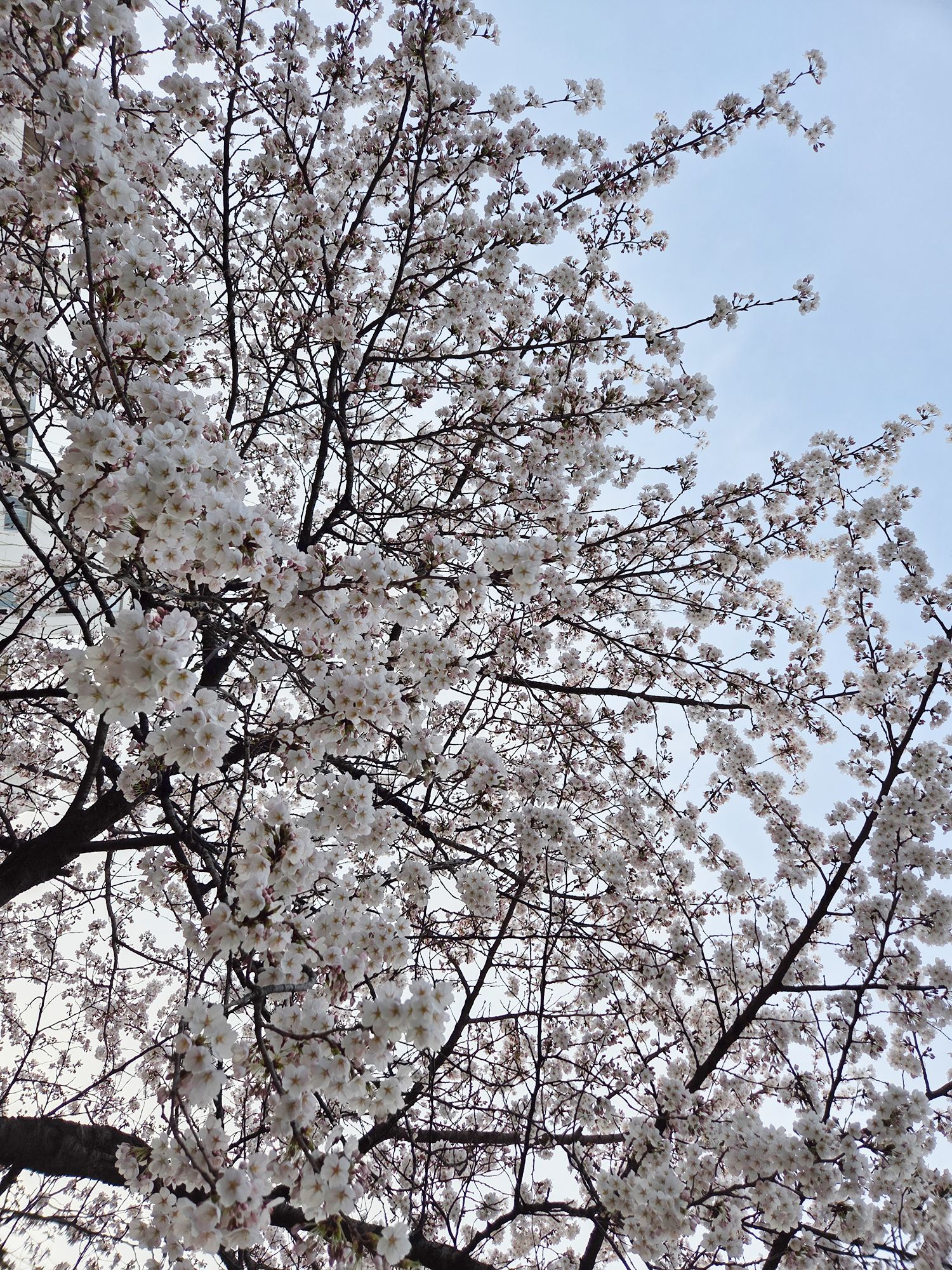 Yeouido Cherry Blossoms (63) Yeouido Cherry Blossoms (63)