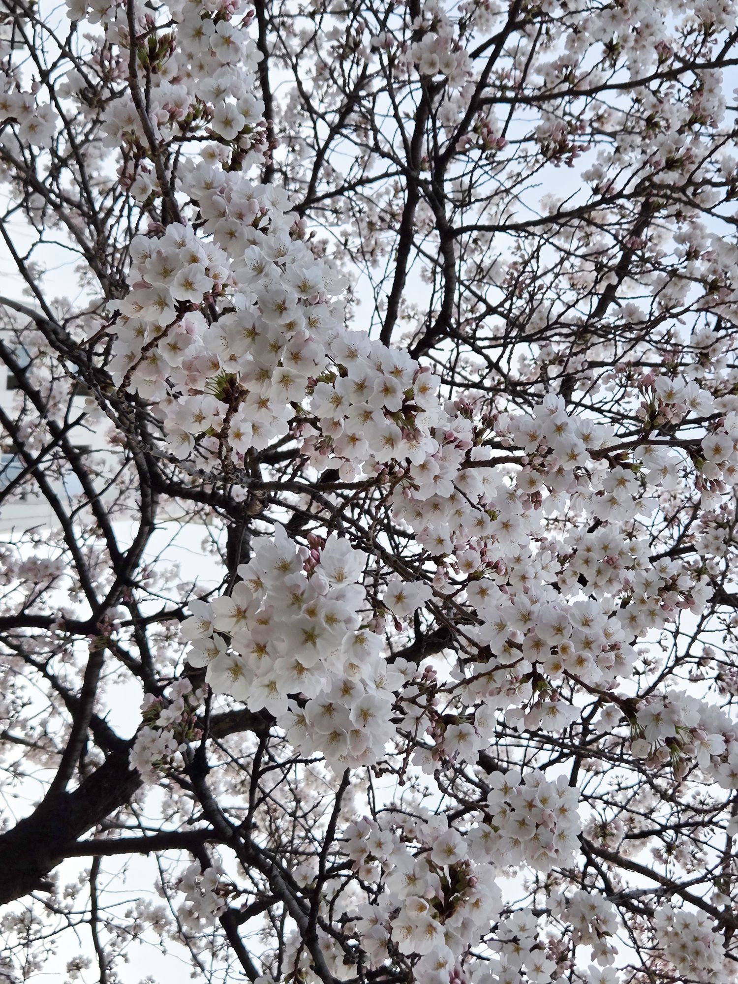 Yeouido Cherry Blossoms (64) Yeouido Cherry Blossoms (64)