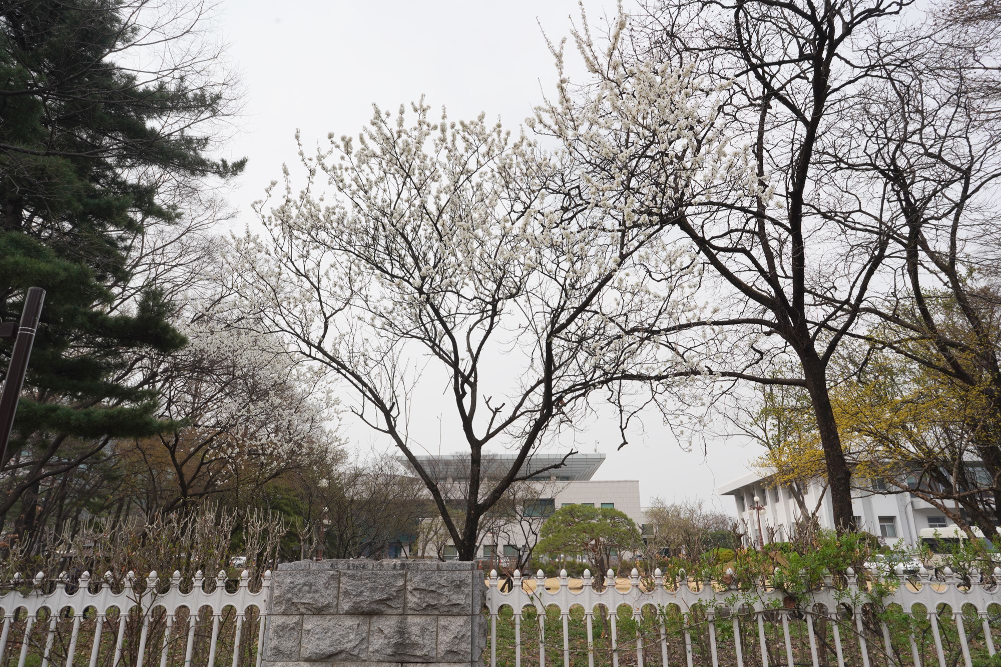 Yeouido Cherry Blossoms (7) Yeouido Cherry Blossoms (7)