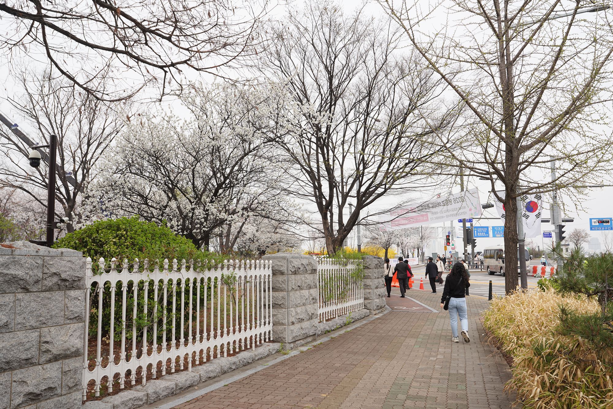 Yeouido Cherry Blossoms (8) Yeouido Cherry Blossoms (8)